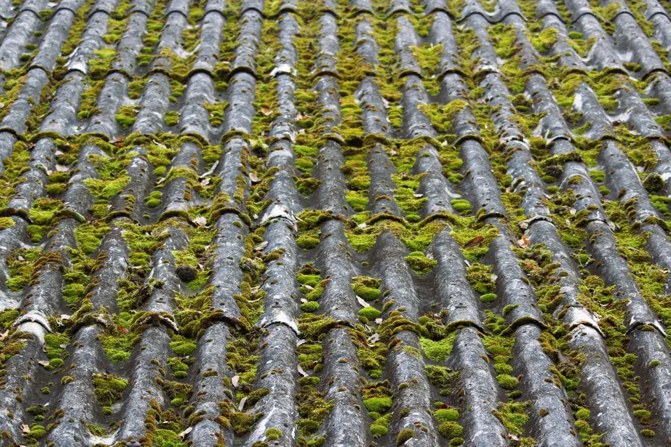 Toiture en plaques ondulées grises envahie par la mousse